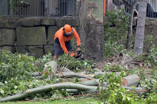 How Our Tree Care Process Works  in  Greenfield, IL